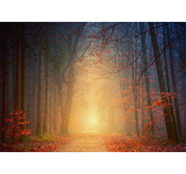 Mistige herfstbomen foto behang bos - TenStickers