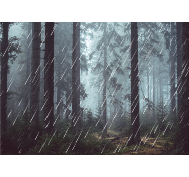 Rustig regenachtig foto behang bos - TenStickers