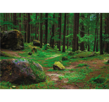 Weelderige groene plek foto behang bos - TenStickers
