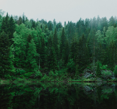 Diep bos met bomen fotobehang - TenStickers