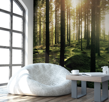 Fotobehang boswandeling met zon - TenStickers