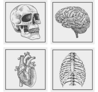 Enge onderzetters anatomisch schedel brein hart skelet - TenStickers