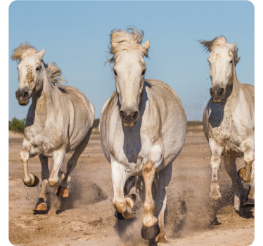 Moderne onderzetters galloperende witte paarden - TenStickers