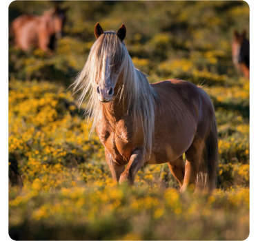 Moderne onderzetters majestueus paard in veld - TenStickers