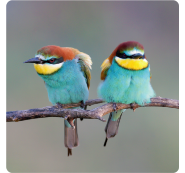 Moderne onderzetters met kleurrijke vogels erop - TenStickers