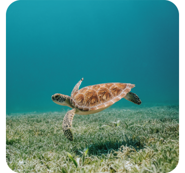 Moderne onderzetters zwemmende zeeschildpad - TenStickers
