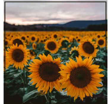 Gepersonaliseerde onderzetters zonnebloemveld foto - TenStickers