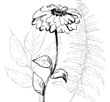 Onderzetters botanische lijntekeningen - TenStickers