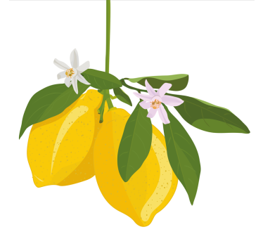 Poster keuken citroenboom - TenStickers