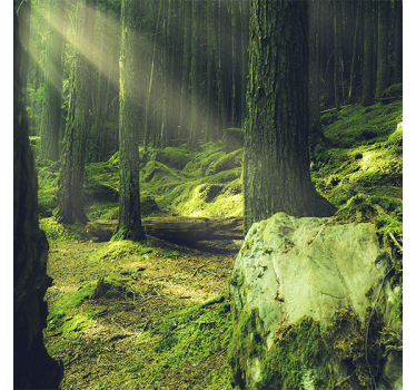 Mooie poster woonkamer natuurstenen met mos in het bos - TenStickers