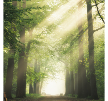 Mooie poster woonkamer groen bos met de zon - TenStickers