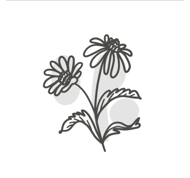 Mooie poster woonkamer lijntekening van madeliefjes - TenStickers