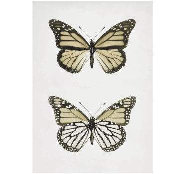 Vintage poster twee vlinders - TenStickers