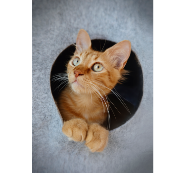 Stiekeme katten poster - TenStickers