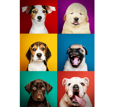 Verschillende puppies poster - TenStickers