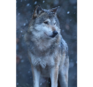 Wolf in de sneeuw dieren poster - TenStickers
