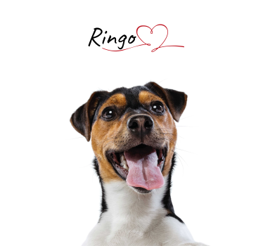 Aangepaste hondenliefde honden poster - TenStickers