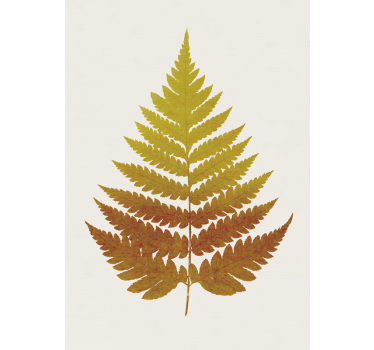 Gouden varenblad planten poster - TenStickers