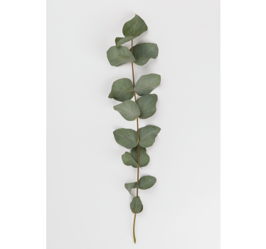 Eucalyptusbladeren bomen poster - TenStickers