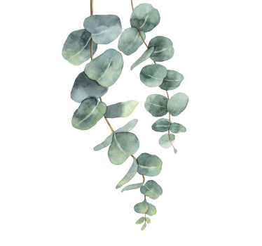 Eucalyptus takken bomen poster - TenStickers