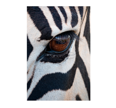Zebra Oog Dierenfotoposter - TenStickers