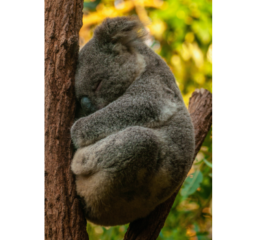 Koala slapend poster tienerkamer - TenStickers