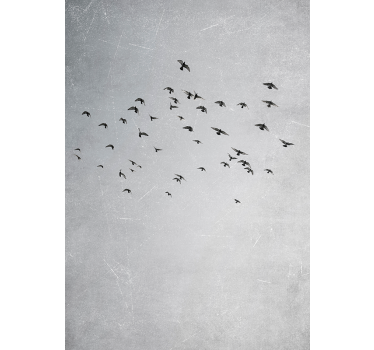 Vliegende vogels dieren poster - TenStickers