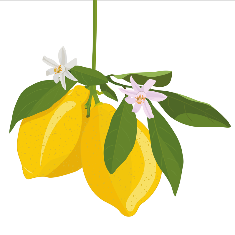 Poster keuken citroenboom - TenStickers
