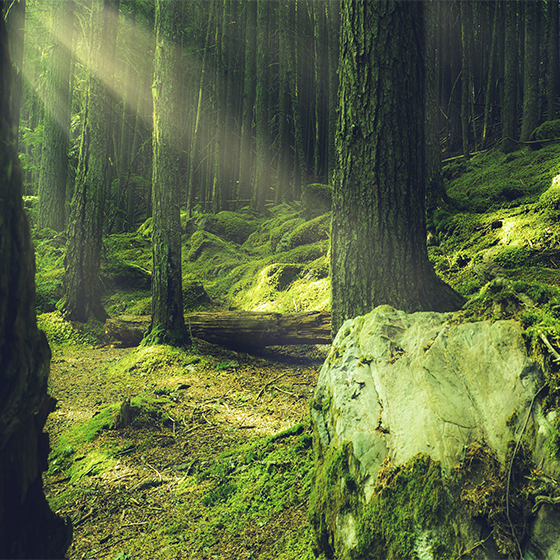 Mooie poster woonkamer natuurstenen met mos in het bos - TenStickers