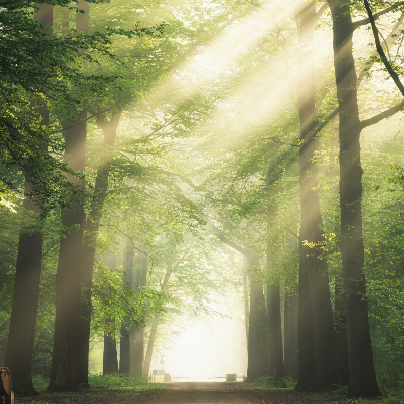 Mooie poster woonkamer groen bos met de zon - TenStickers