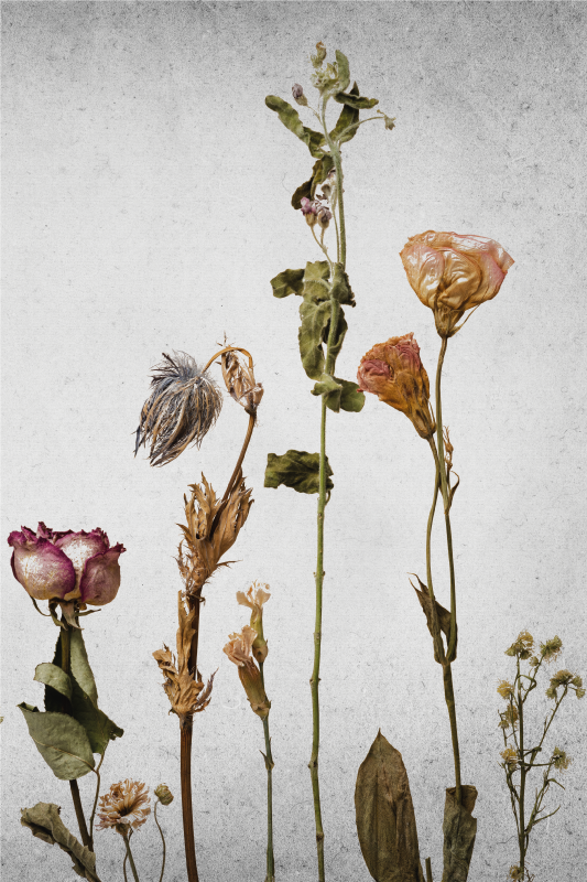 Bloemen en planten poster gedroogde bloemenarrangement - TenStickers