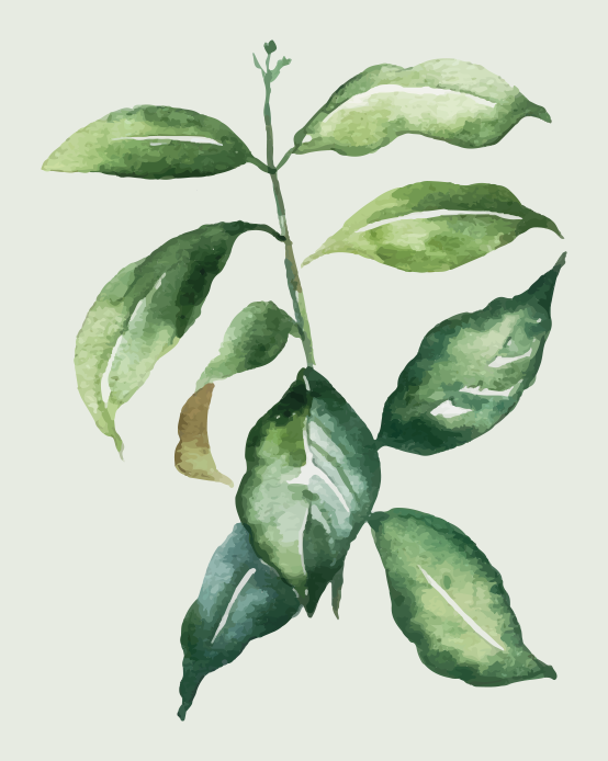 Bloemen en planten poster lime palmblad - TenStickers