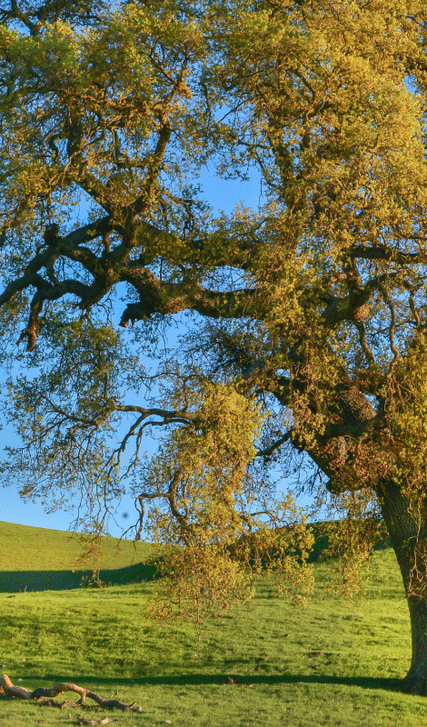 Bomen poster 3d natuur boom ontwerp - TenStickers