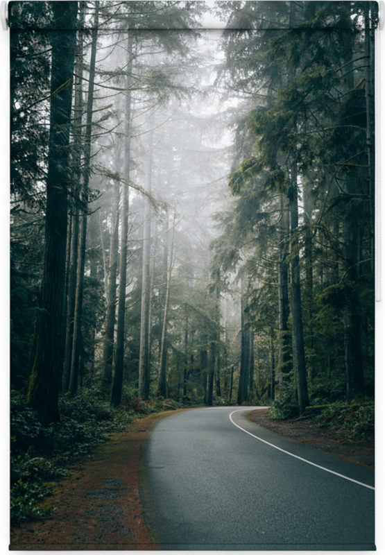 Bomen poster mistige dennenweg - TenStickers