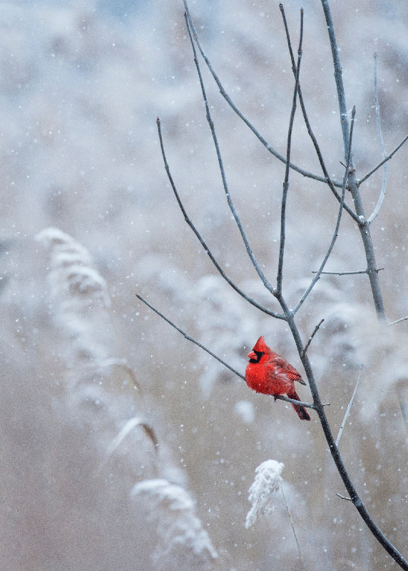 Poster kerstmis kerstvogel - TenStickers