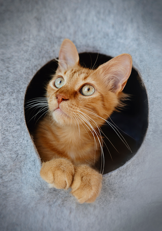 Poster stiekeme kat loerend - TenStickers