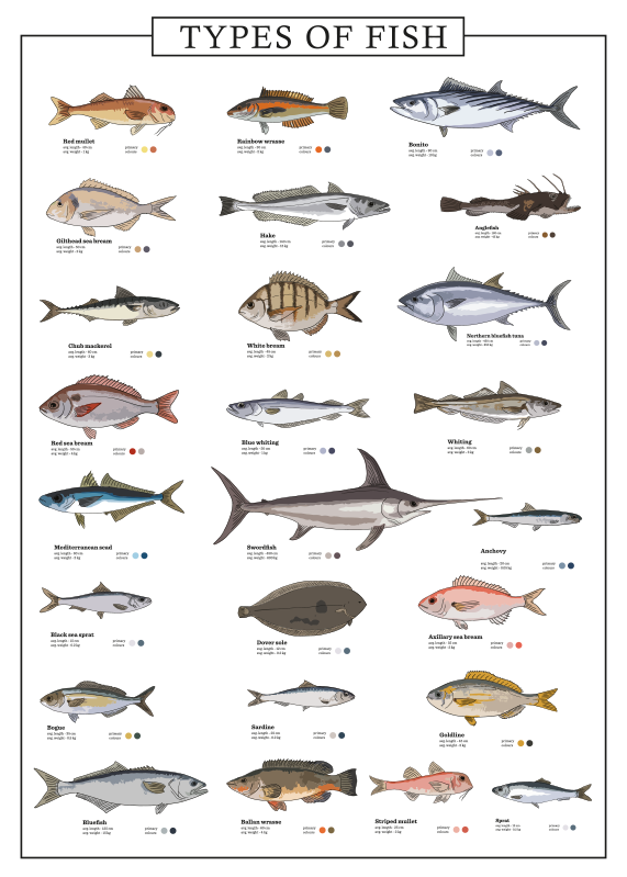Verschillende soorten vis poster - TenStickers