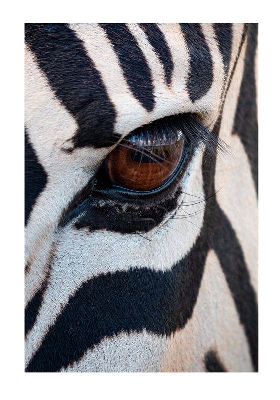 Zebra Oog Dierenfotoposter - TenStickers