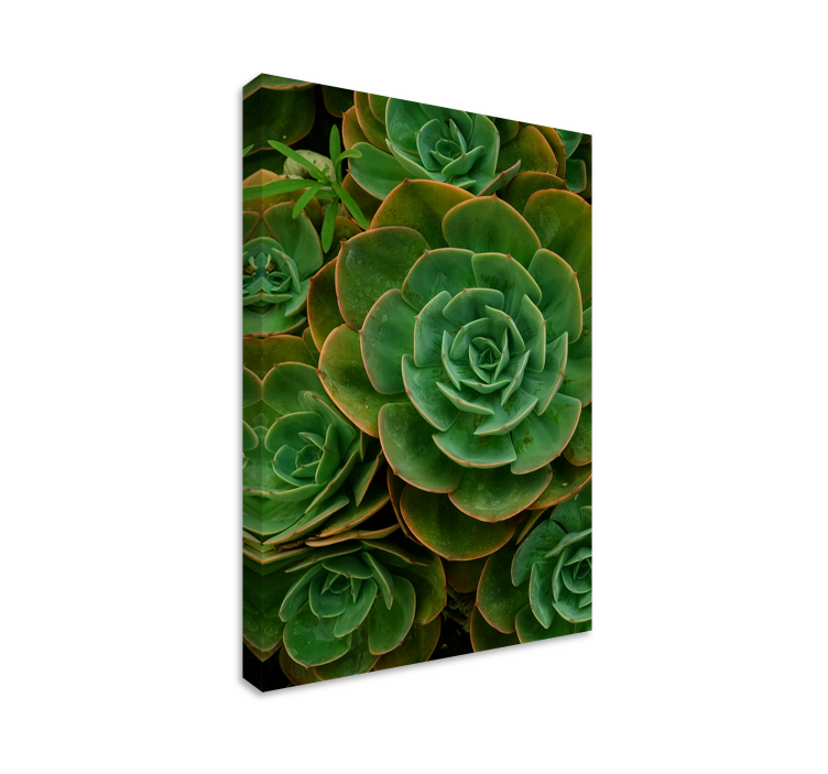 Vetplant close-up Canvas schilderij bloemen en planten - TenStickers