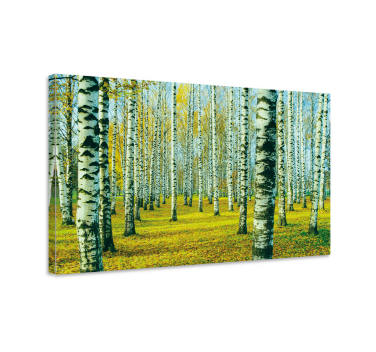 Herfst berkenbos Canvas bomen - TenStickers