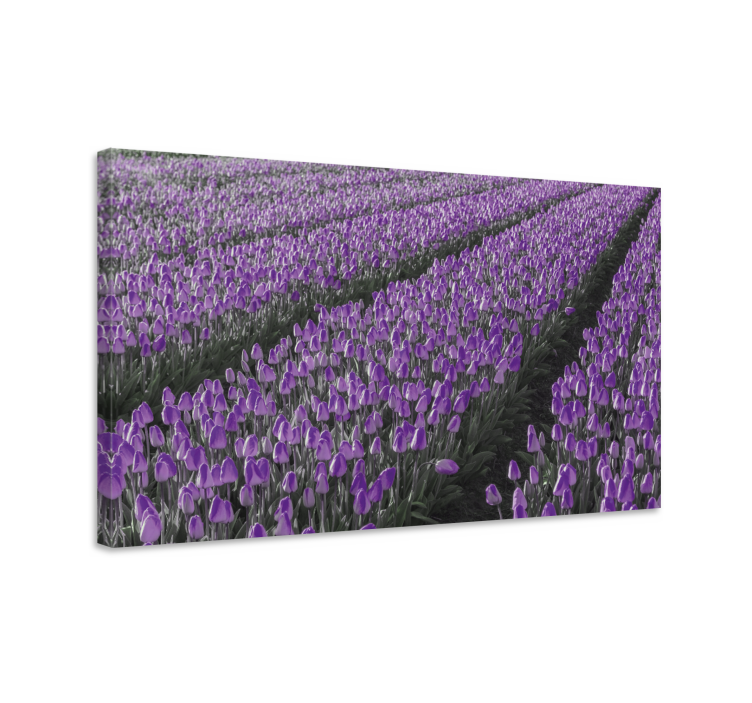 Canvas schilderij bloemen en planten paarse tulpenveld - TenStickers