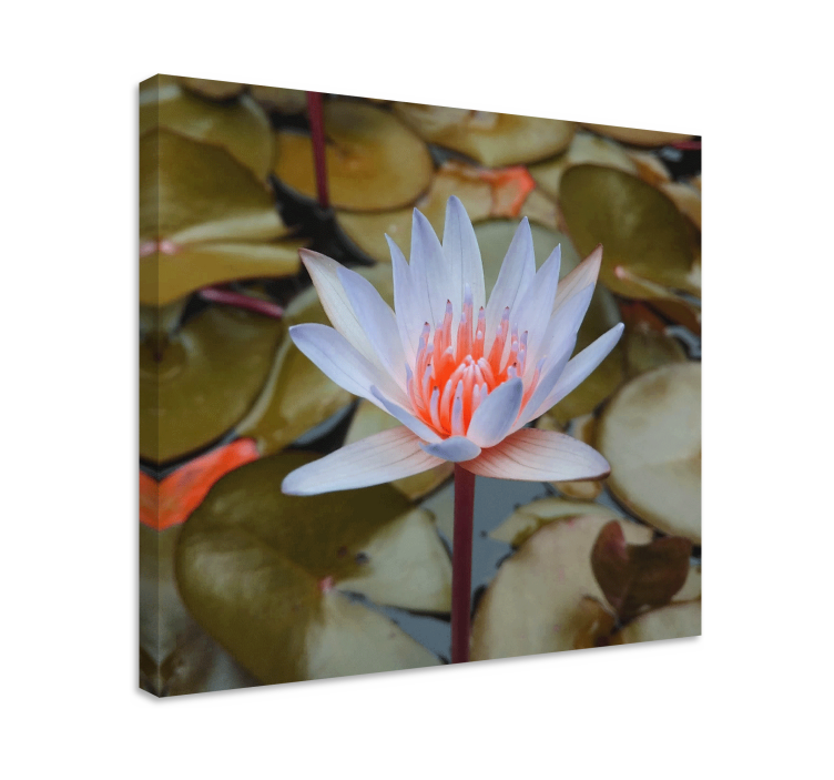 Canvas schilderij bloemen en planten waterlelie delicaat - TenStickers