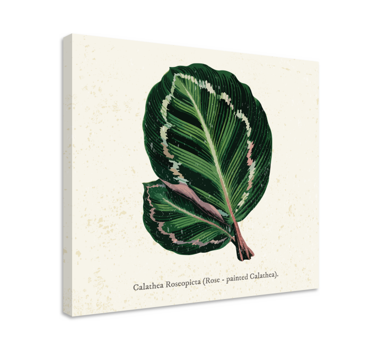 Calathea blad illustratie Canvas schilderij plant - TenStickers