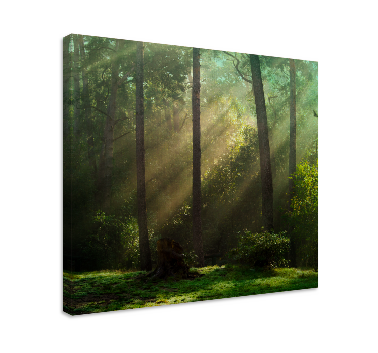 Canvas bomen stralend boslandschap - TenStickers