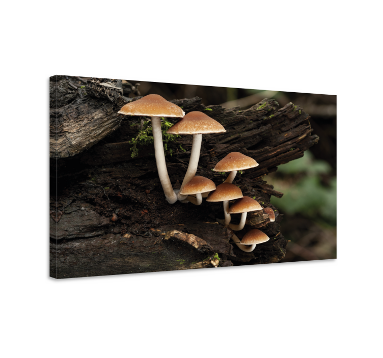 Canvas schilderij bloemen en planten paddenstoelen groep - TenStickers