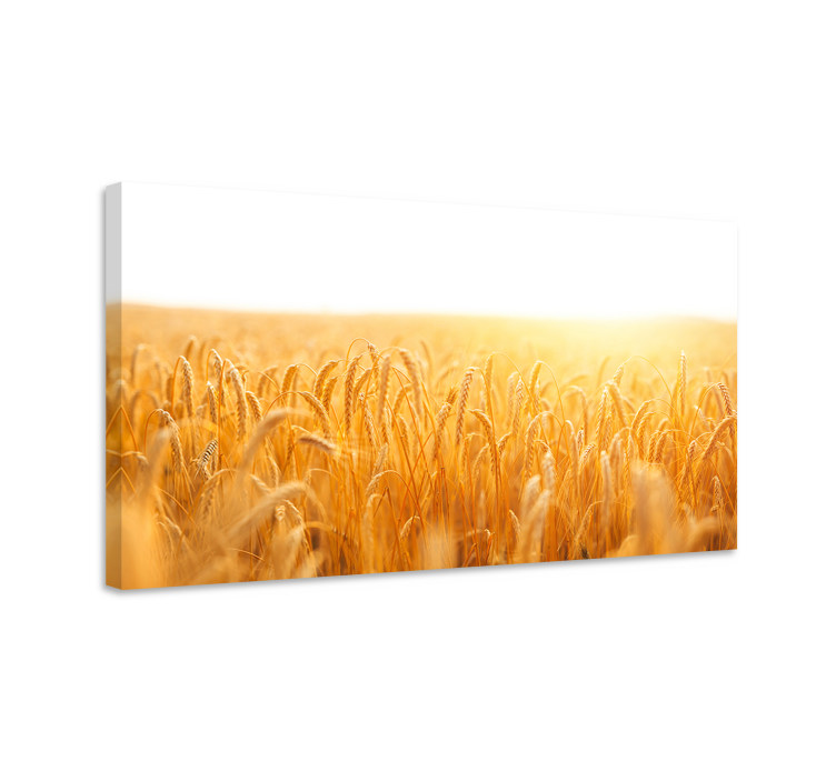 Gouden tarweveld Canvas schilderij bloemen en planten - TenStickers