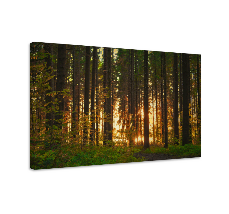 Canvas landschap verlicht boslandschap - TenStickers