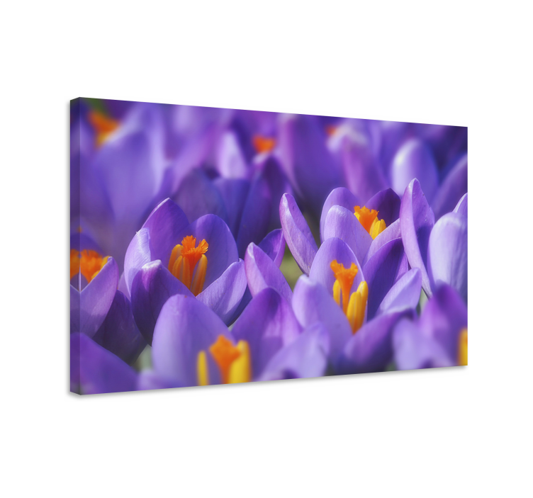 Canvas schilderij bloemen en planten krokus bloesems - TenStickers