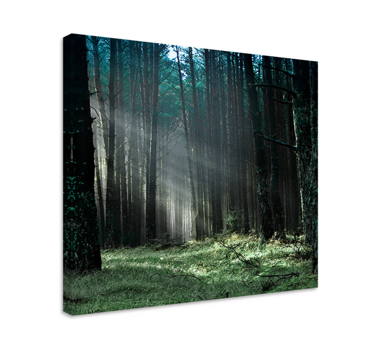 Mystiek boslicht Canvas bomen - TenStickers