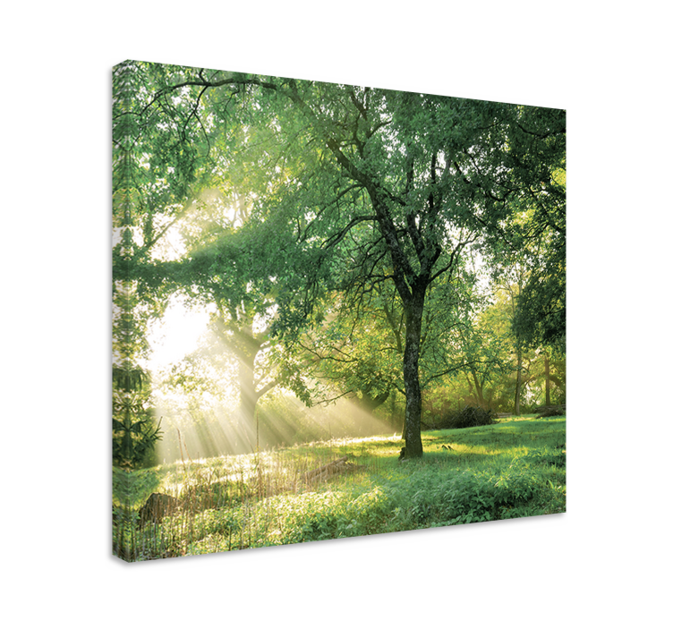 Canvas bomen zonlicht door bomen - TenStickers